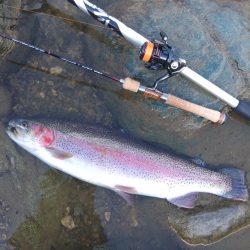 70㎝は釣れたけど 天竜川ルアーフライ専用区